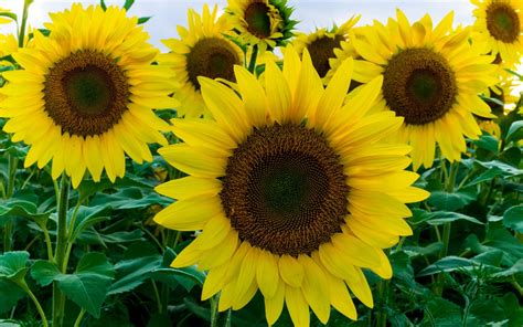 Photos By Richard J. Link: Sunflowers in Full Bloom