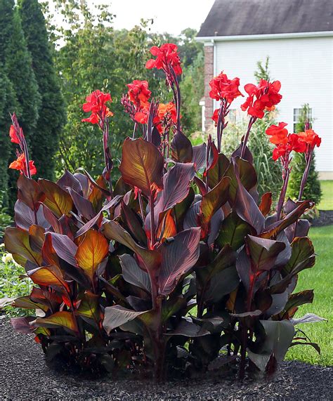 Canna Lily Bulbs Dark Red/Purple Musifolia Large tropical | Etsy