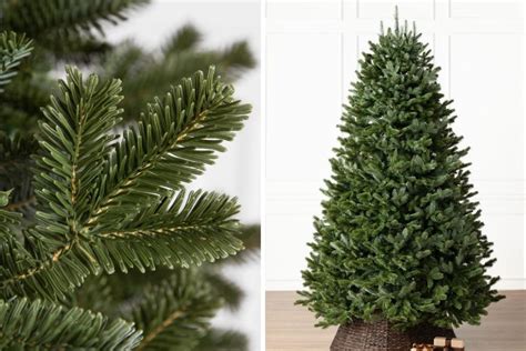 Types of Christmas Trees: Differences of Spruce vs Pine vs Fir Tree