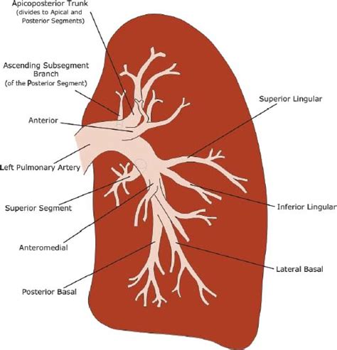 Anatomy | Radiology Key