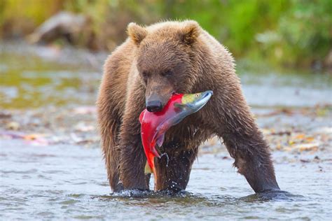 Alaska Bear Instructional Photo Tours and Workshops — Slonina Nature ...