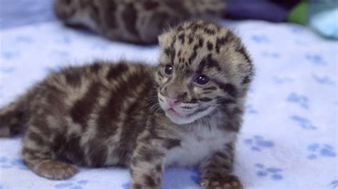 3-week-old clouded leopard cubs - YouTube