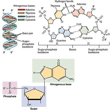 Нуклеотид - Nucleotide - Википедия