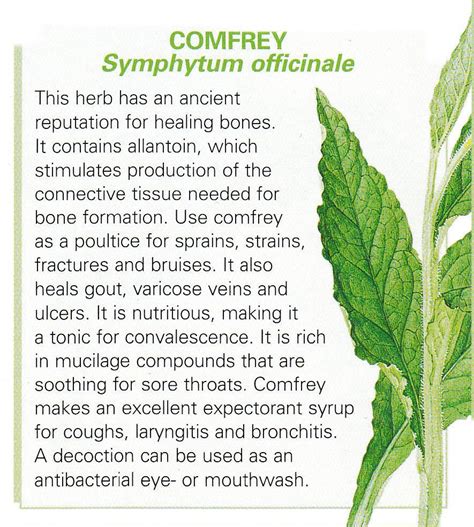 Wild comfrey is better than the russian comfrey when making creams and ...