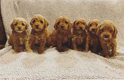 Find Your Perfect Cockapoo Puppy