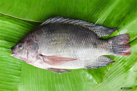 Types Of Tilapia | lupon.gov.ph