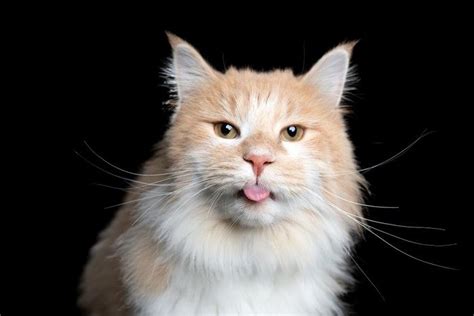 Why Do Cats “Blep”? A Veterinarian Explains - Cats.com