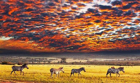 Sectors of Serengeti National Park | Serengeti national park tours