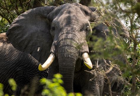 African Bush Elephants (Savanna Elephants) | Virunga National Park