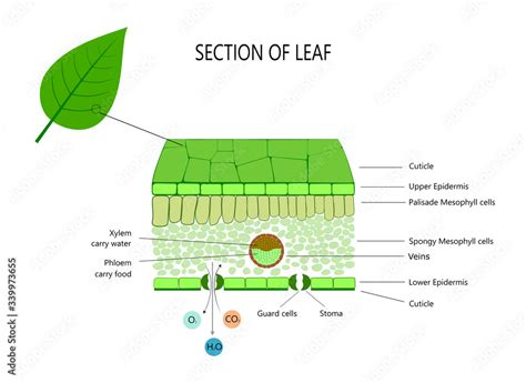 Leaf anatomy, cross section of leaf diagram Stock Illustration | Adobe ...