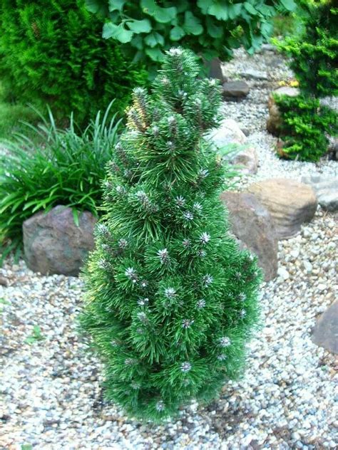 Pinus nigra 'Frank' | Awesome conifers | Pinterest | Gardens