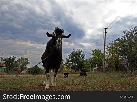 Domestic Goat - Free Stock Images & Photos - 6549962 | StockFreeImages.com