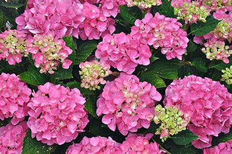 Hydrangea Macrophylla Stratford | ubicaciondepersonas.cdmx.gob.mx