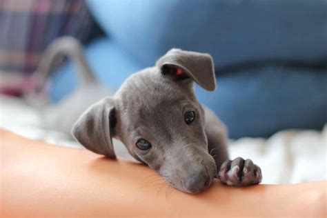 Can You Buy Greyhound Puppies? (and are they good pets)