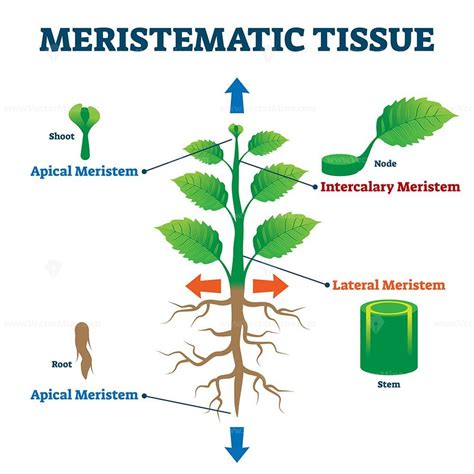 Meristematic tissue vector illustration – VectorMine | Plant tissue ...