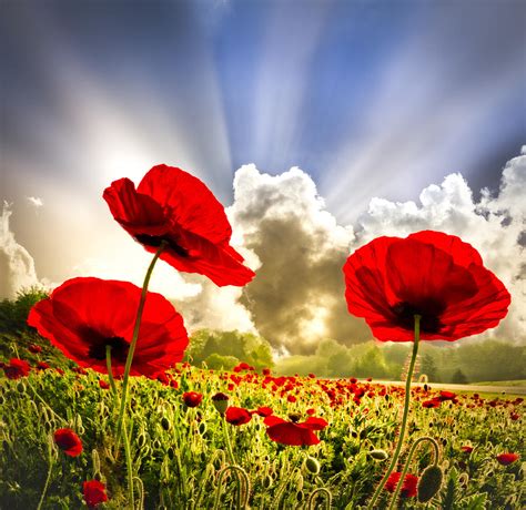 Red Poppies Photograph by Debra and Dave Vanderlaan