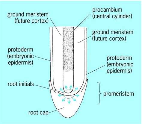 Root Hair Cell Adaptations - AudrinaabbGarrett