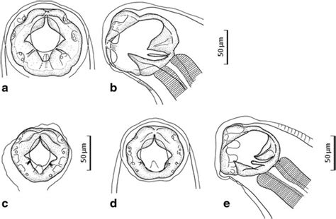 Necator Americanus Morphology