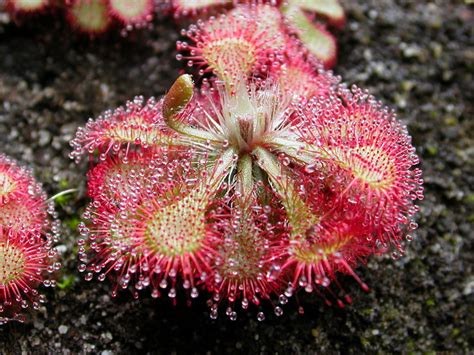 Killer plants: how do these carnivorous plants capture, kill and eat ...