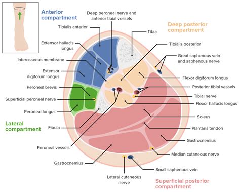 Lower Leg Anatomy Tendons : Tendons And Ligaments In Foot And Leg ...