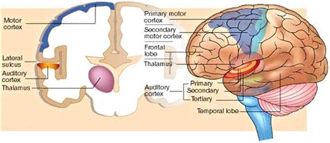 Auditory cortex, auditory area of brain location & function