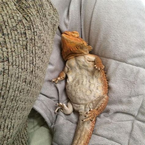 Sydney passed out after a long day | Bearded dragon, Cute lizard ...