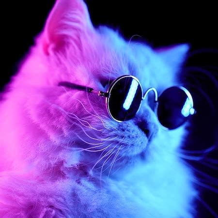 Cool cat | Wallpapers HDV