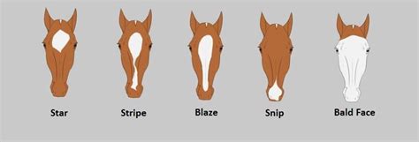 Bald Face Horse and other Horse Markings Explained - Seriously Equestrian