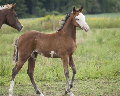 Pin by Christiane Abb on So sweet.....! | Horses, Cute horses, Bald face