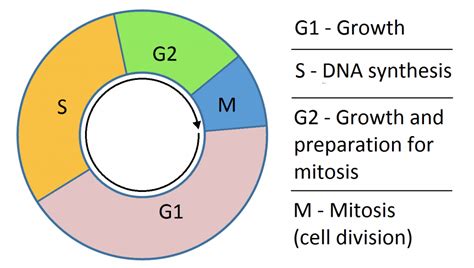 Stages Of Plant Cell Cycle Diagram Diagramaica | Images and Photos finder