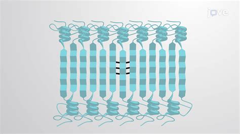 Amyloid Fibrils: Misfolded Protein Aggregates | Cell Biology | JoVe