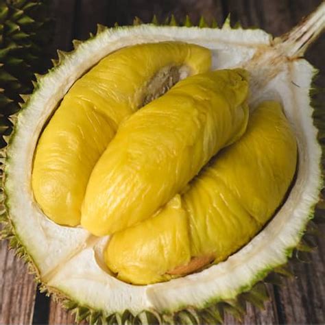 ANAK POKOK DURIAN MUSANG KING