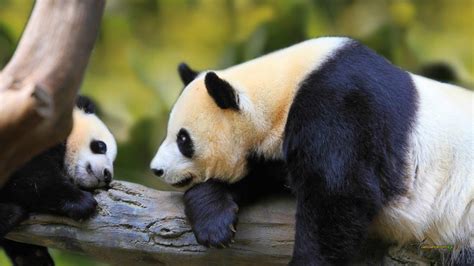 Giant Pandas Behavior — What Do Pandas Do All Day - China Expedition ...