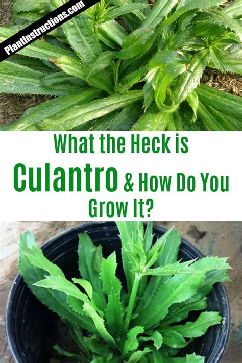 How to Grow Culantro From Seeds - Plant Instructions