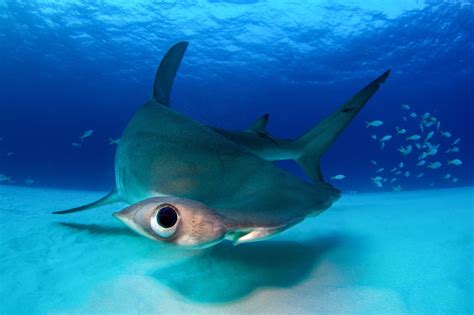 Hammerhead Shark Eating Stingray