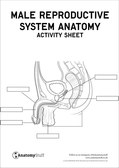 Labeled Diagram Of Male Reproductive System