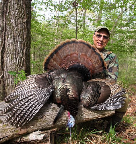 Turkey hunting tips from Briars Bed & Breakfast guide