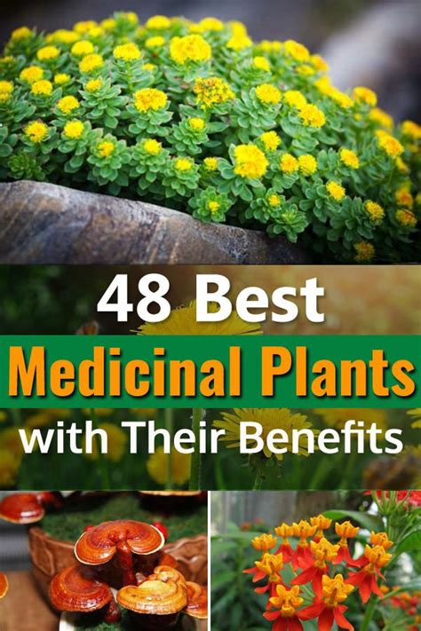 48 Best Medicinal Plants with Their Benefits | Plant benefits, Herbal ...