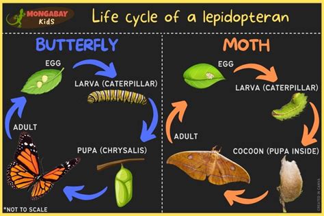 Are butterflies a type of moth? – Mongabay Kids