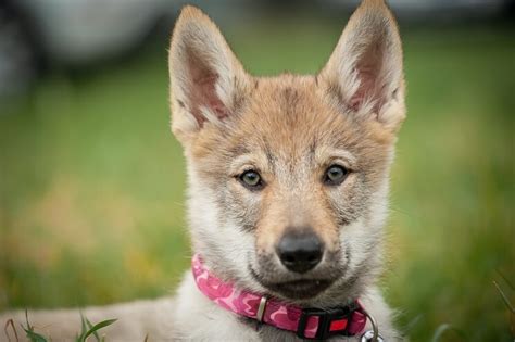 German Shepherd Wolf Mix: What To Know Before Buying - Marvelous Dogs