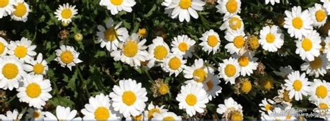 White Wild Flowers, beauty and nature - facebook cover photo, fb covers ...