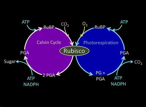 Photosynthesis: the dark phase