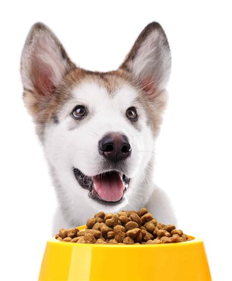 Nutrition for pets: Give your dog the right food for his lifestyle