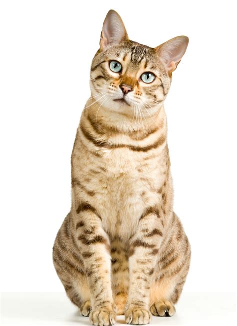 Bengal Cat Light Brown Cream Looking | Pets, Animals, Bengal cat