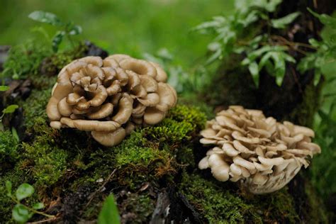 Identifying Wild Mushrooms: A Guide to Edible and Poisonous Mushrooms