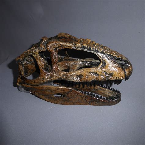 Giganotosaurus carolinii Skull Replica - SkeletonsAndSkulls