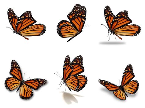 Learn How to Draw a Monarch Butterfly in Five Easy Steps | Monarch ...