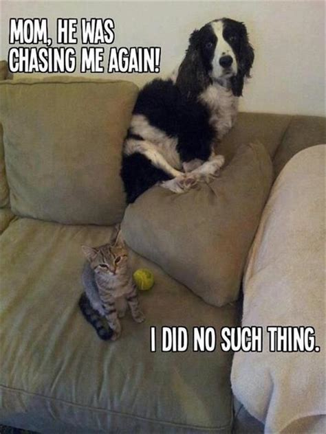 cat chasing dog funny pictures - Dump A Day