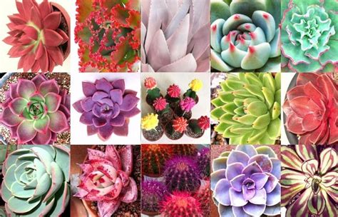 40 Colorful Succulents For Arrangements And Gardens ...