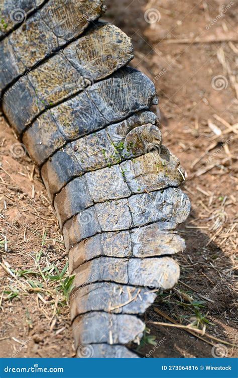 Close Up and Detail of a Crocodile Tail of a Nile Crocodile, Zambia ...